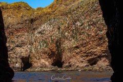 Berlengas - Cova do Sono