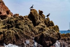 Berlengas - Aves Marinhas, Gaivotas e Corvo Marinho