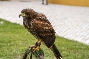 Falcoaria Real em Slavaterra de Magos