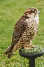 Falcoaria Real em Slavaterra de Magos