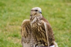 Falcoaria Real em Slavaterra de Magos