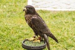 Falcoaria Real em Slavaterra de Magos
