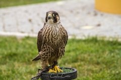 Falcoaria Real em Slavaterra de Magos