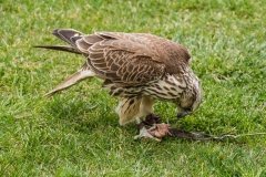 Falcoaria Real em Slavaterra de Magos