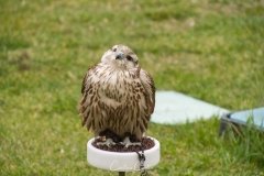 Falcoaria Real em Slavaterra de Magos