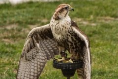 Falcoaria Real em Slavaterra de Magos