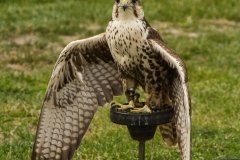 Falcoaria Real em Slavaterra de Magos