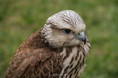 Falcoaria Real em Slavaterra de Magos
