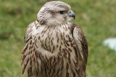 Falcoaria Real em Slavaterra de Magos