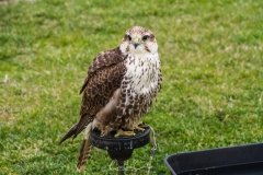 Falcoaria Real em Slavaterra de Magos