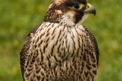 Falcoaria Real em Slavaterra de Magos