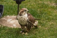 Falcoaria Real em Slavaterra de Magos