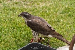Falcoaria Real em Slavaterra de Magos