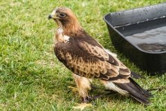 Falcoaria Real em Slavaterra de Magos