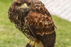 Falcoaria Real em Slavaterra de Magos