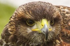 Falcoaria Real em Slavaterra de Magos