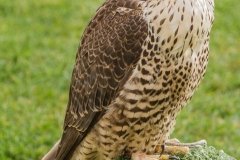 Falcoaria Real em Slavaterra de Magos