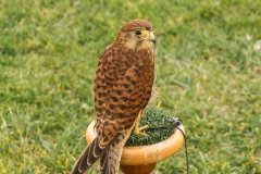 Falcoaria Real em Slavaterra de Magos