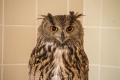 Falcoaria Real em Slavaterra de Magos