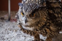 Falcoaria Real em Slavaterra de Magos