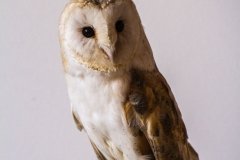 Falcoaria Real em Slavaterra de Magos