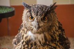 Falcoaria Real em Slavaterra de Magos