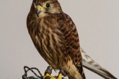 Falcoaria Real em Slavaterra de Magos