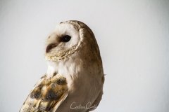 Falcoaria Real em Slavaterra de Magos