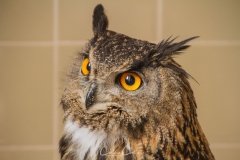 Falcoaria Real em Slavaterra de Magos
