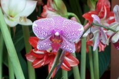 Orquideas