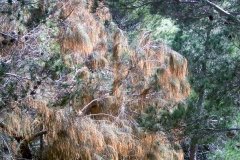 Flora do Pico Castelo