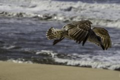 Seagull