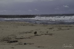 Espinho