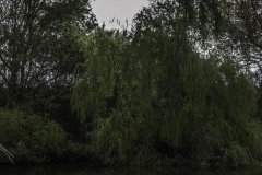Escaroupim
