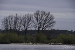 Escaroupim